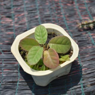 CÂY HOA MẶT TRỜI  - DORSTENIA FOETIDA