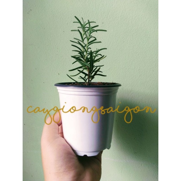 Cây Hương Thảo mini kích thước 10-15cm