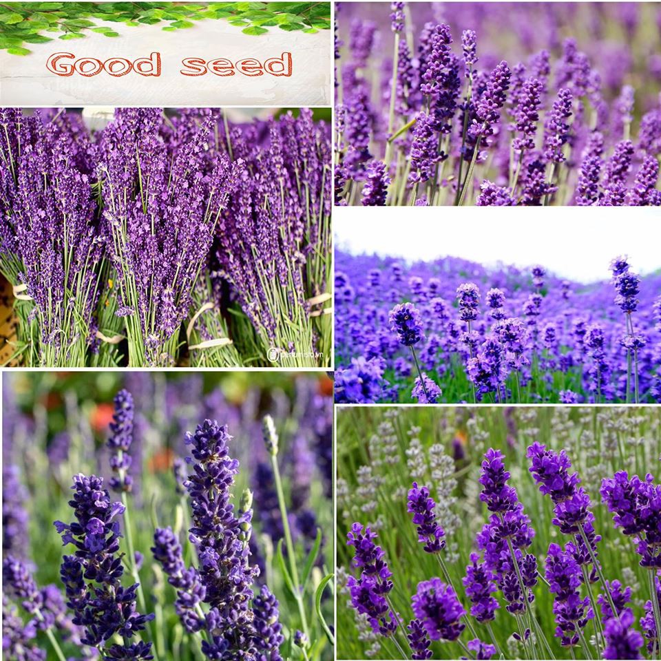 🌹HẠT GIỐNG HOA OẢI HƯƠNG🌹 HOA LAVENDER