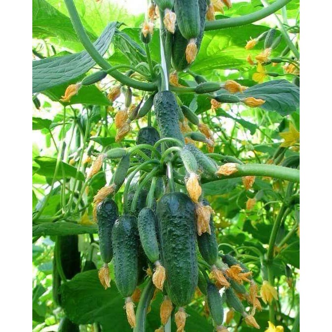 Hạt giống dưa baby chùm siểu quả - 1 gói 10 hạt