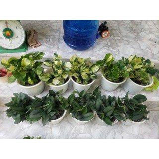 Cây trầu bà Trầu Bà Manjula Pothos (Trầu bà Ngọc Bích, )