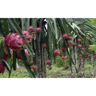 Combo 30 cành thanh long ruột đỏ, ruột trắng
