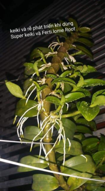 Combo nhân giống phong lan