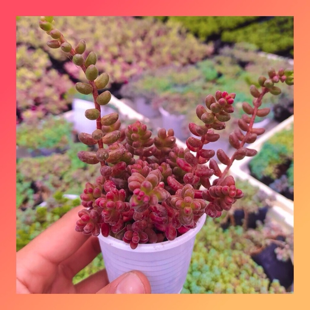 Sen đá sedum cafe Đà Lạt size bé cây cảnh trang trí nhà cửa Lolita garden