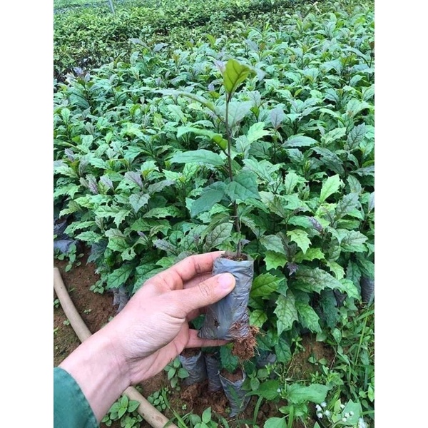 Xạ đen khô Hoà Bình Hàng Loại 1 [ Cam Kết Xạch Thơm Mới ]  cả thân và lá 1kg