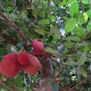CÂY MÍT ĐỎ chuẩn giống