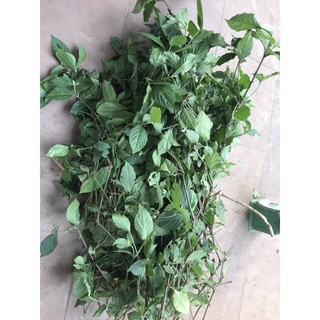 Cây cỏ xước tươi 500g