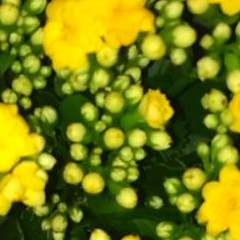 Cây hoa sống đời cánh kép nhiều màu [sắp nụ]