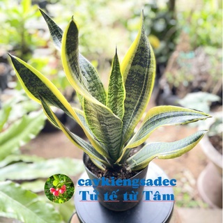 caykiengsadec Cây lưỡi hổ (thường)-tặng phân bón-hoa kiểng lá-trang trí nội thất cảnh quan sân vườn ngoài trời