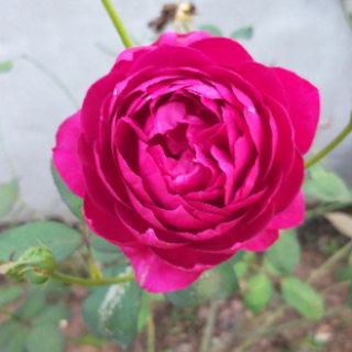 Hồng cổ  nhiều màu