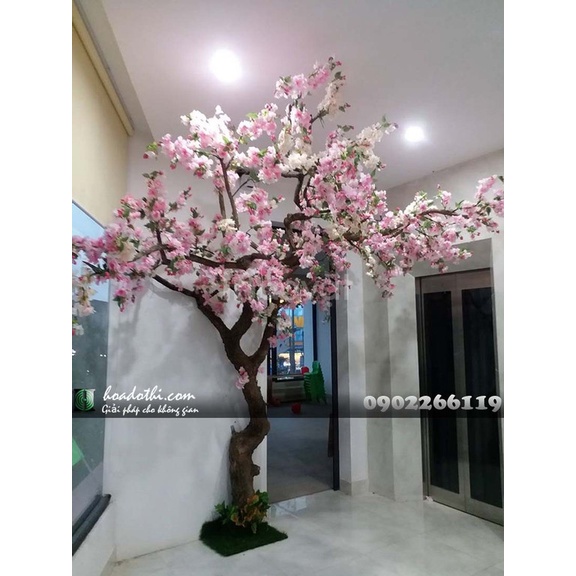 Shop 1K - Hạt Giống Hoa Mộc Lan ( tặng kèm phân kích mầm và 5 hạt hướng dương lùn siêu bông)