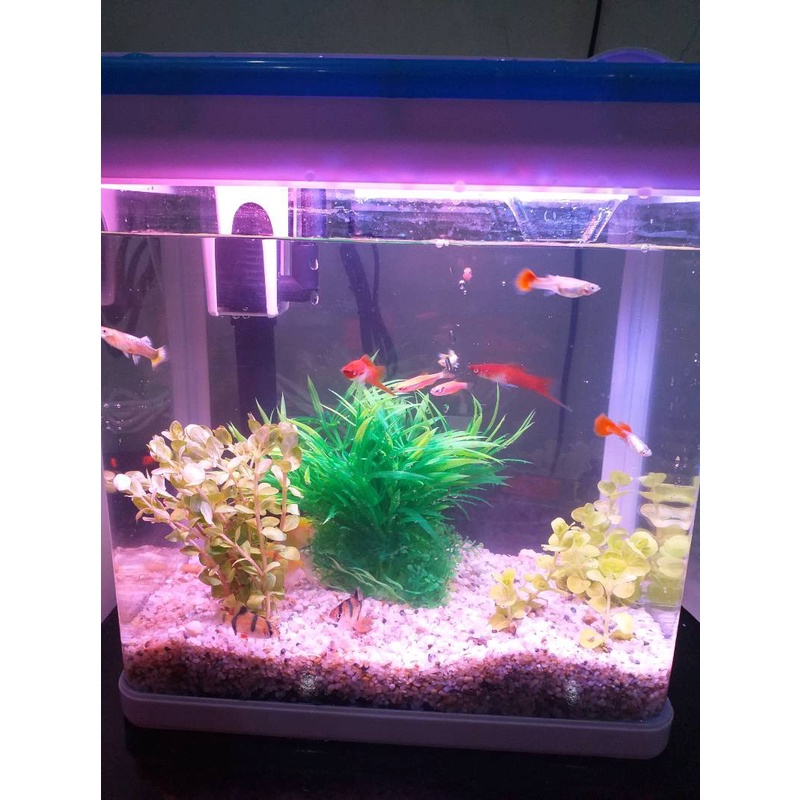 Bể cá mini để bàn MJ260, MJ360, MJ 460, MJ 560, bể có sẵn đèn 3 màu, bộ lọc, tặng kèm cây giả trang trí