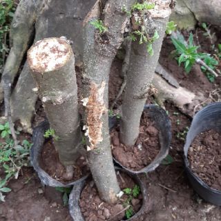 Cây chùm ngây gốc( ảnh thật)