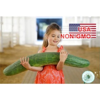 Hạt Giống Dưa Chuột - Armenia Xanh Dài Nhất Thế Giới (Cucumis melo