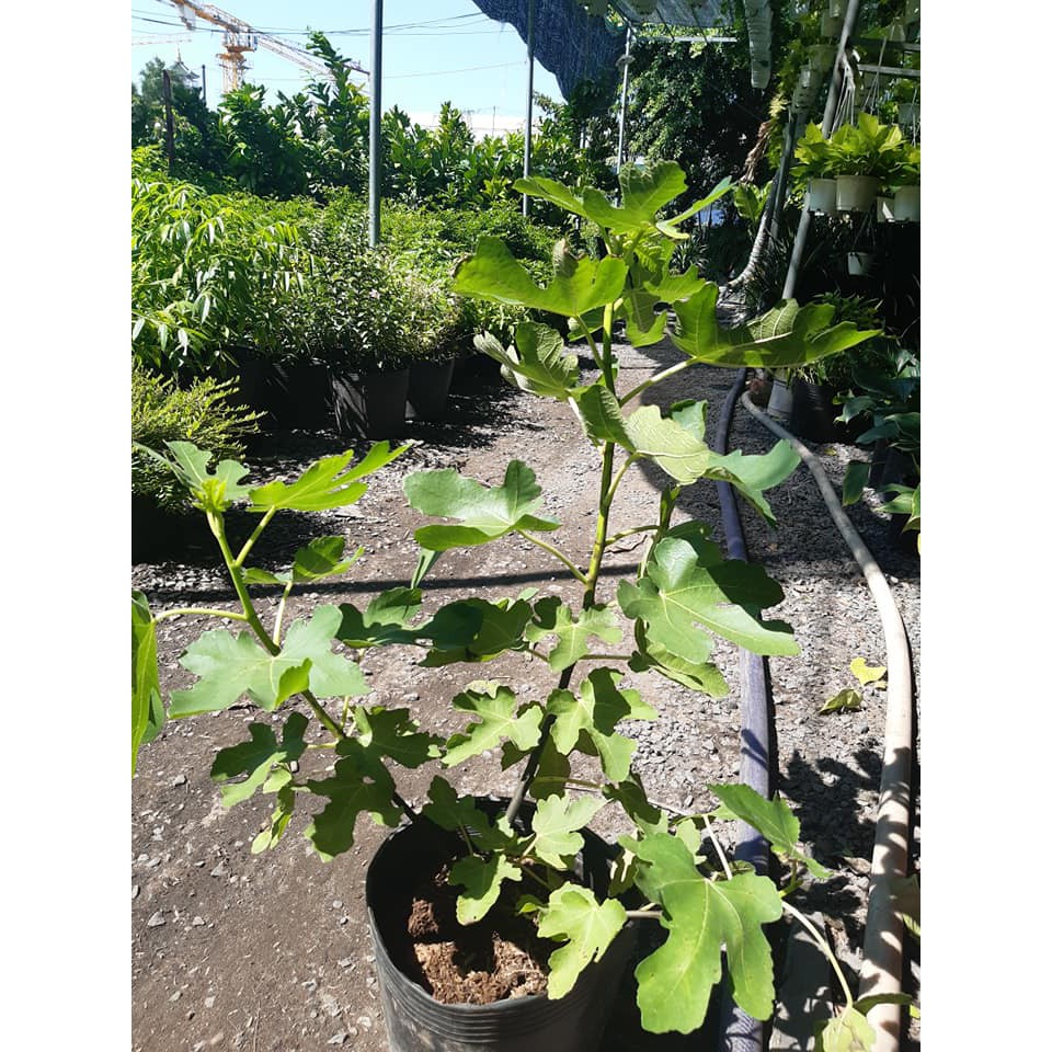 Cây sung mỹ cao hơn 50cm đang nhú trái quá đẹp