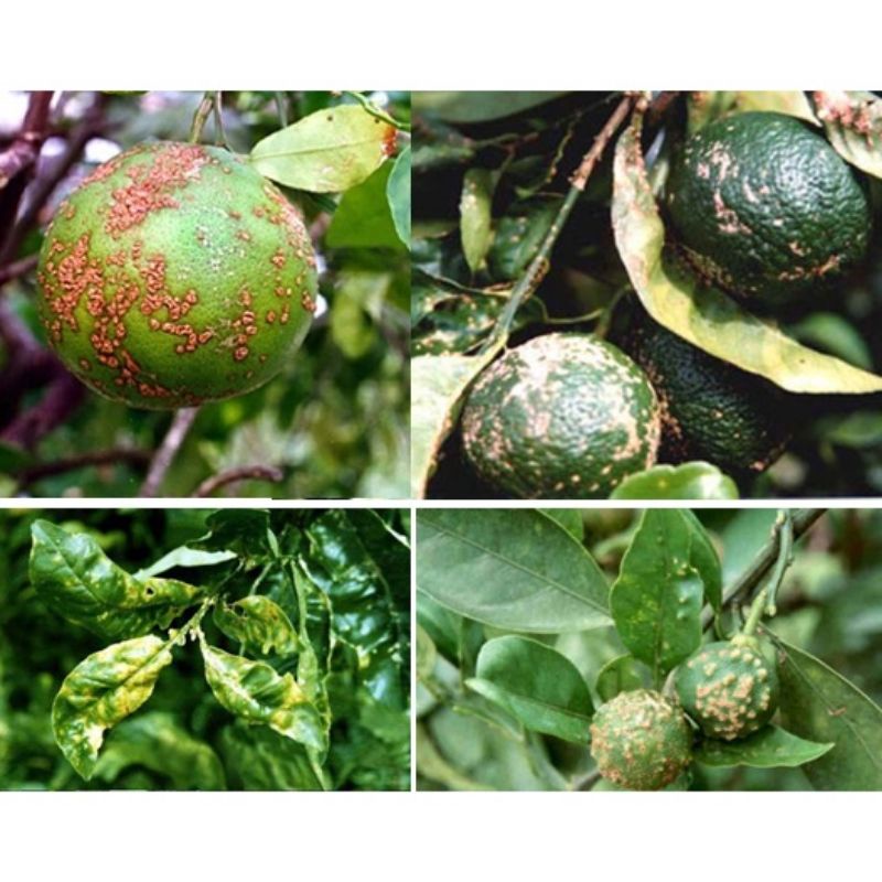 Chế phẩm xử lý nấm bệnh Amistatop. Trị vàng lá, đốm lá, thán thư, tẩy mã, đốm lá hoa hồng