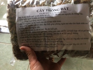 Cây thông đất 1kg