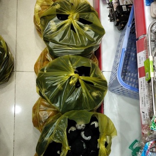 TRỨNG MUỐI - TRỨNG BÁCH THẢO