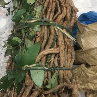 Sỉ toàn quốc giá rẻ 1kg sâm xuyên đá hàng rừng