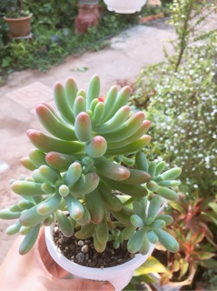 1 chậu sen đá thạch ngọc size đại