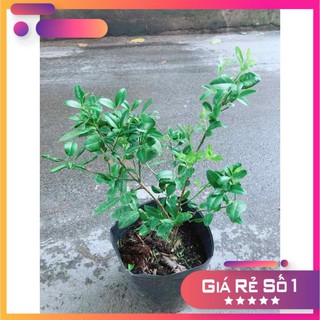 Cây Chanh Kép Cho Nhiều Trái Ưa Thích