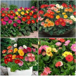 Combo 3 gói hạt giống hoa cúc đồng tiền nhiều màu