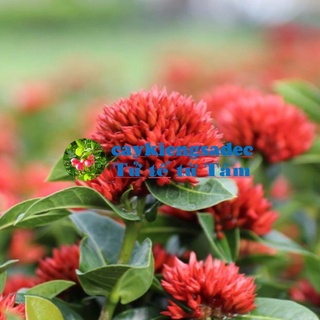 caykiengsadec Cây mẫu đơn đỏ ( trang đỏ siêu bông) tặng phân bón - trang trí nội thất cảnh quan sân vườn ngoài trời