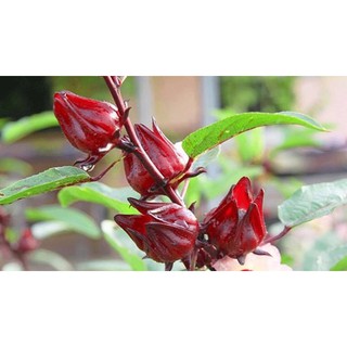 Cây atiso đỏ (bụp giấm) dùng làm nước giải khát, màu thực phẩm- Trang trí- Cây hoa kiểng Đồng Tháp