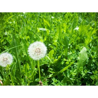 Cây bồ công anh phơi khô