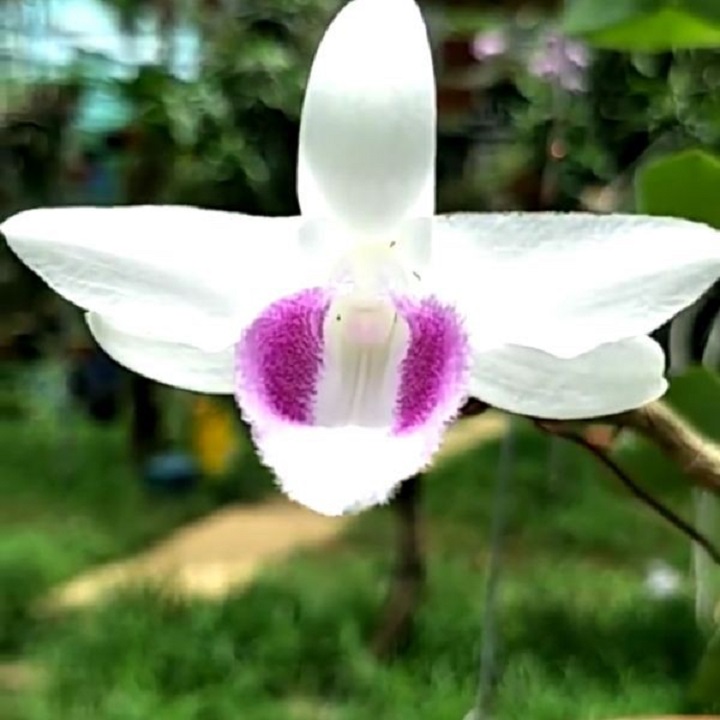 lan phi điệp đột biến 5 cánh trắng CHUMORAY (5CT), hoa cực đẹp