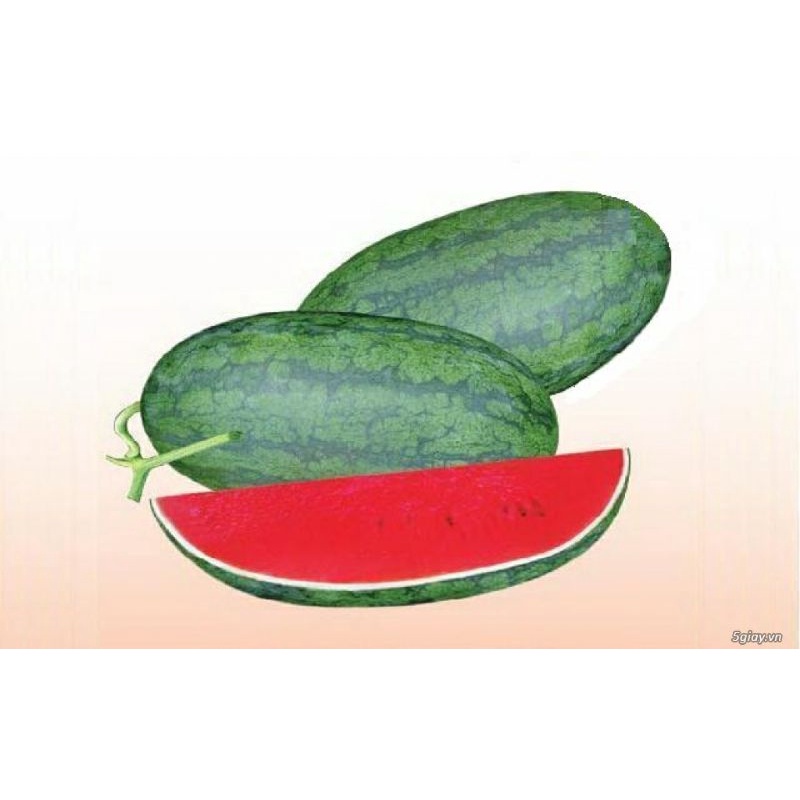 GÓI HẠT GIỐNG DƯA HẤU HẮC MỸ NHÂN SIÊU NGỌT CDX-668