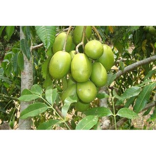 cây cóc thái lan