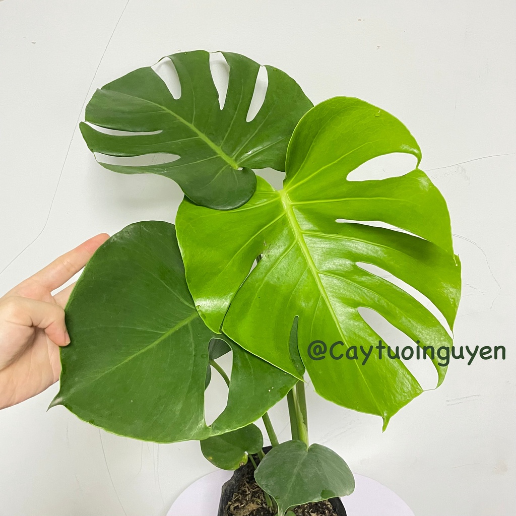 CÂY TRẦU BÀ LÁ XẺ NAM MỸ  3 Size ,, phong thuỷ GIÁ RẺ, lọc không khí, Cây Tươi Nguyên