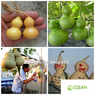 Hạt giống Bầu hồ lô (lớn, tí hon)