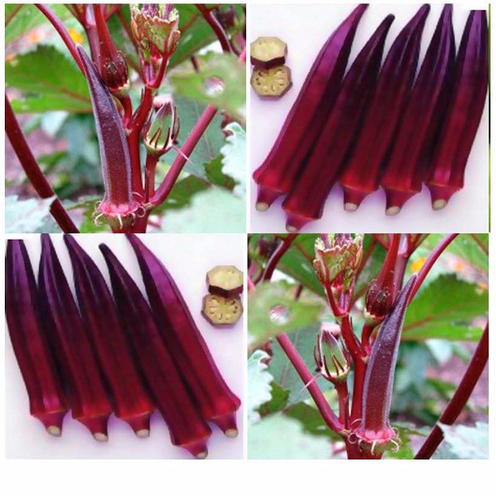 Hạt_Giống_Đậu_Bắp_Xanh_Tím 20 hạt (tặng kèm kích mầm và phân bón )