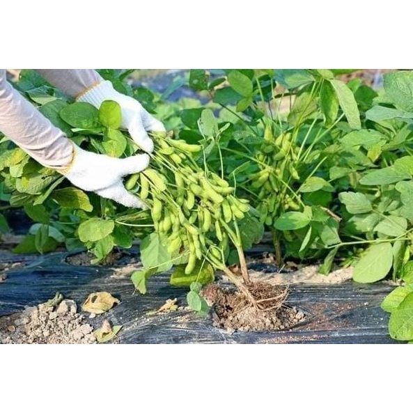 5 LẠNG HẠT GIỐNG ĐẬU NÀNH
