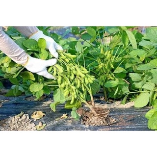 1 kg hạt giống đậu tương - đậu nành