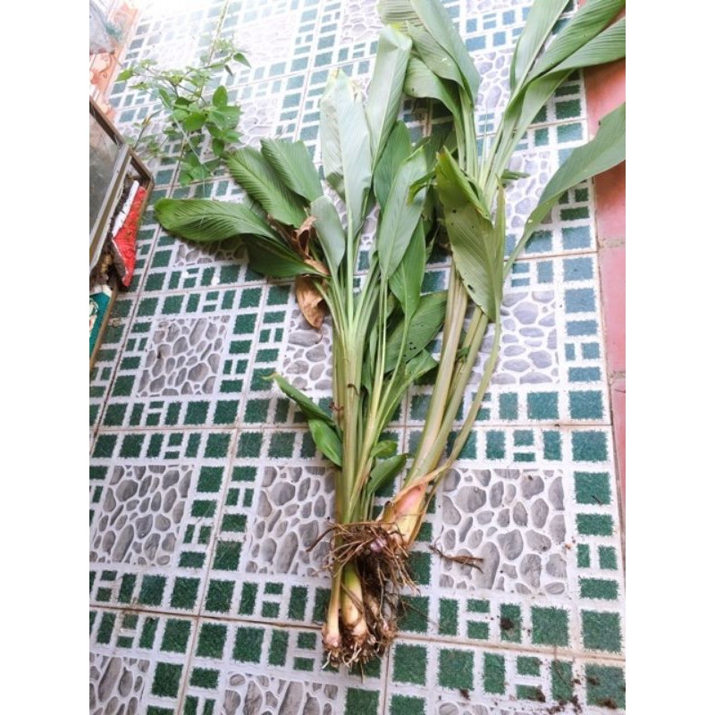 củ nghệ đen về trồng