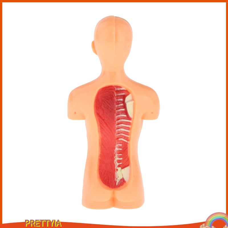Mô Hình Cơ Thể Người 3D DIY Độc Đáo