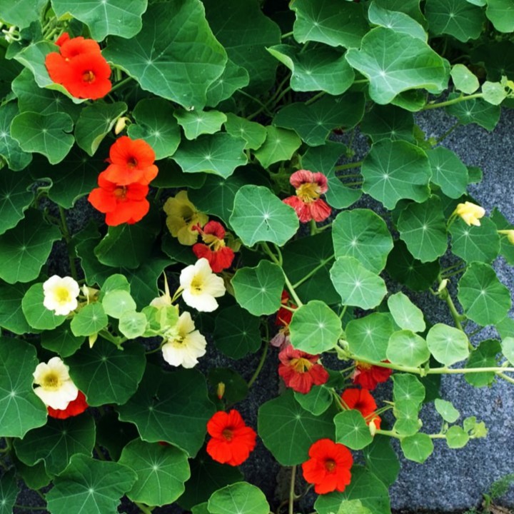 HẠT GIỐNG HOA SEN CẠN NHIỀU MÀU (DÂY LEO) - GÓI 1 GRAM