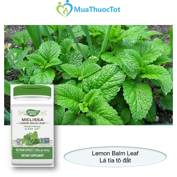 Nature's Way Premium Herbal Melissa Lemon Balm Leaf Viên Uống Giảm Stress Cải Thiện Nhận Thức 100 viên