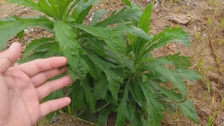 Cây ngải dại 500gr