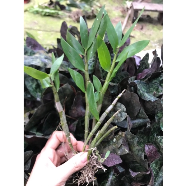 🍀HÀNG ĐẸP🍀Hoa Lan Trầm hoa Tết