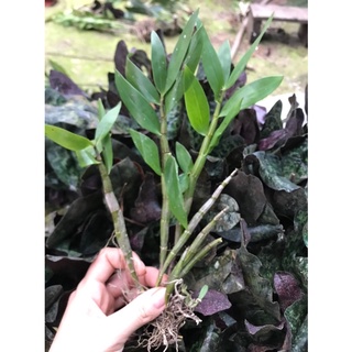 🍀BAO CHẤT🍀Hoa Lan Trầm hoa Tết (1 khóm)
