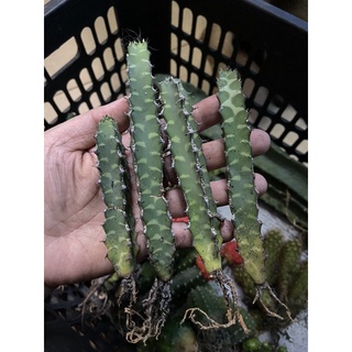 XƯƠNG RỒNG THƯỚC KẺ 22K/CÂY