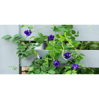 cây giống hoa đậu biếc