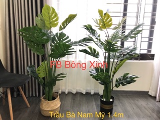 Trầu Bà Nam Mỹ 1.3m ( video thật)