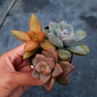 Sen đá bầu 3 cây size nhỏ