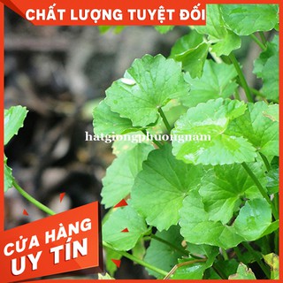 HẠT GIỐNG RAU MÁ LÁ NHỎ - Còn hàng