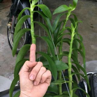 Hoa phong lan trầm rồng đỏ
